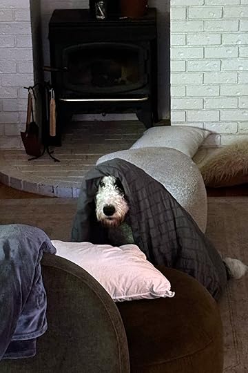 A black and white dog under a big blanket.