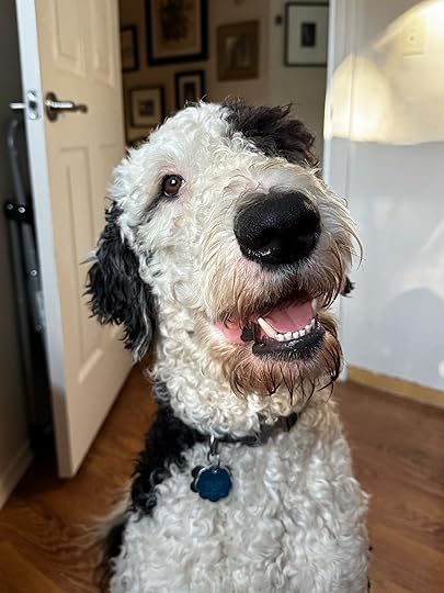 A black and white dog smiling at the camera.