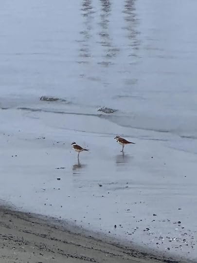 Sandpipers 082025.jpg