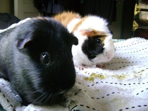 Rachel E Smith guinea pigs Murderface and Mortemer