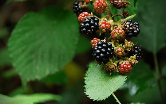 blackberries
