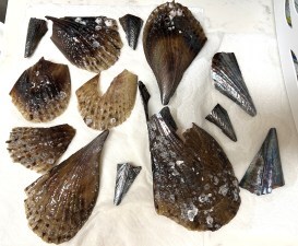 Clamshells
