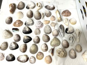 Seashells