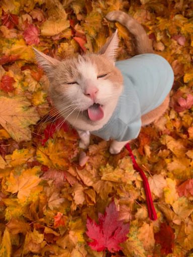 merv the adventure cat 10