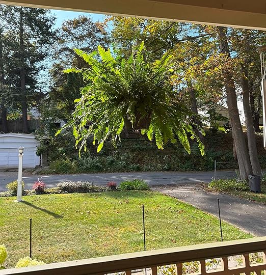 A Boston fern hanging on a porch, a lawn and garden in the background.