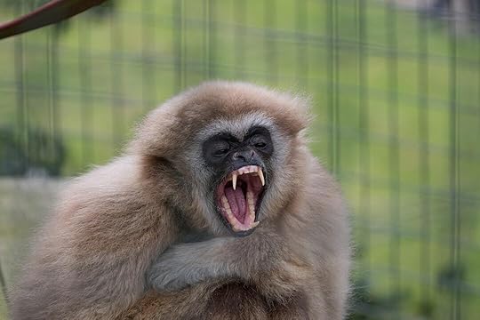 A monkey shows its teeth with a wide yawn.
