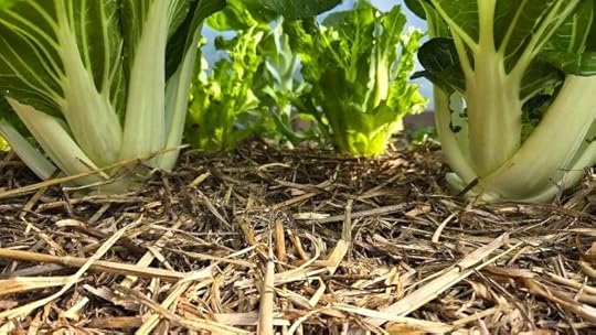 Mulch covered garden