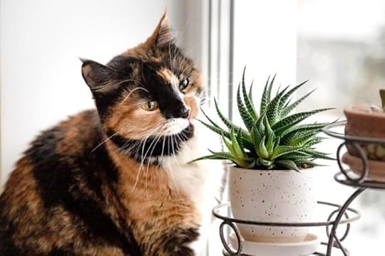 Tortoiseshell-looking-at-succulents-plant-in-a-pot_