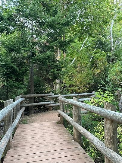 wooden bridge and trees