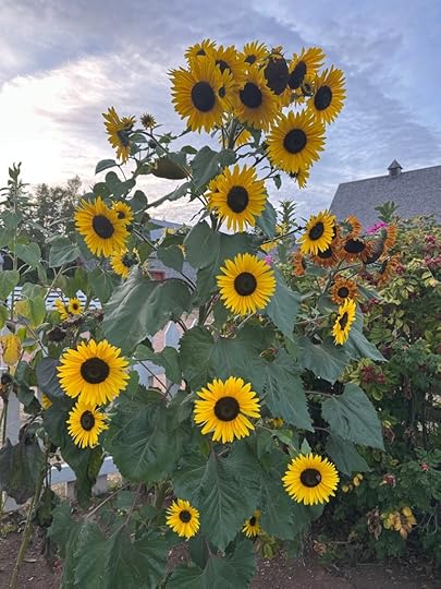 sunflowers