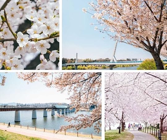 CHERRY BLOSSOMS DAEGU