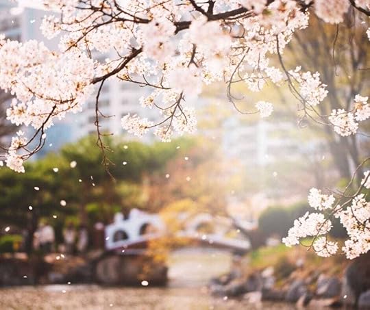 Cherry Blossoms in Daegu. Pink magic with a more authentic twist!