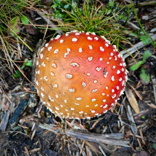 fly agaric toadstool, perfect and round, shiny red with white spots