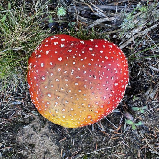 heart-shaped toadstool, red with white spots