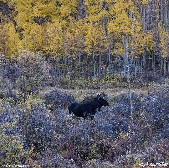 moose - 27 September 2025