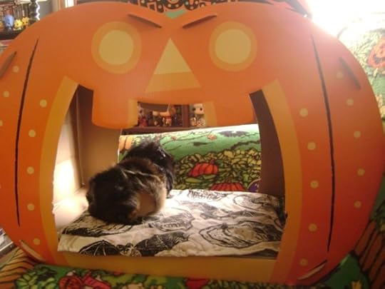 Rachel E Smith guinea pig Hen Wen