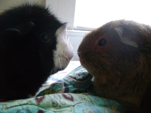 Rachel E Smith guinea pigs Thaddeus and Pammy