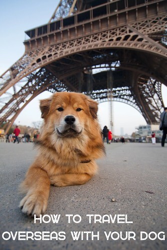How to Travel Overseas with Your Dog