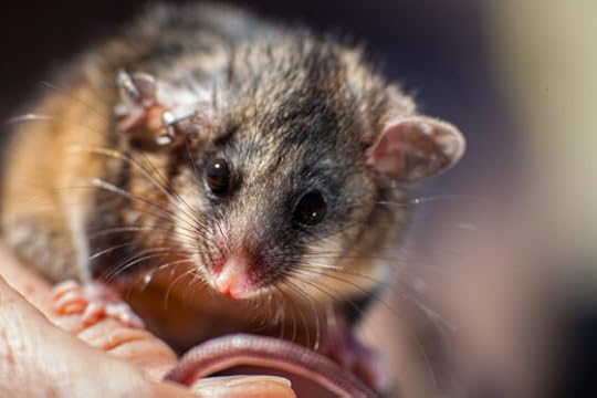 Animals behave in surprising ways