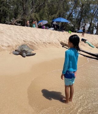 A young boy and sea turtle on the beach