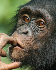 How to Take a Great Safari Photo even if you are an amateur