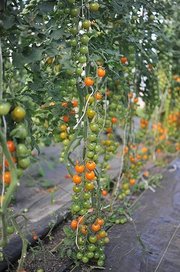 HDahl-tomatoes-vine-03.jpeg
