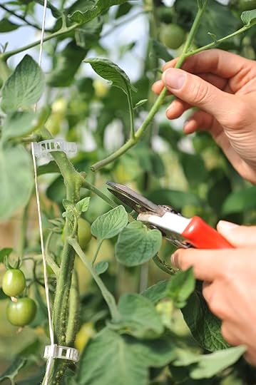 HDahl-pruning-tomato-shoots-01 (1).jpeg