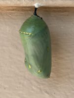 close-up of a monarch chrysalis. It is a lovely jade green color with dots that look like gold, an effect due to the composition and structure of the chrysalis