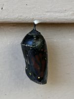 the chrysalis appears black, but the color is due to the wings and body of the butterfly, which is ready to emerge