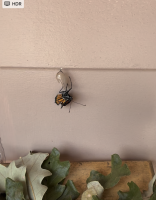 a newly-emerged monarch butterfly, hanging from its chrysalis, its wings folded against its body