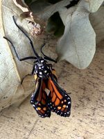 close-up of the newly-emerged butterfly resting on a dried-out oak leaf