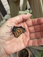 the butterfly resting on the palm of my hand. its wings have expanded a little.