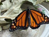 the butterfly with fully-extended and dry wings, resting on a dried-out oak leaf. there's a small black dot on the right hindwing, which means it's a boy. the colors of his wings—black, orange, yellow, and white—are deep and rich. Brand-new wings.