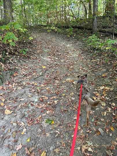 Back in the woods on Bloodroot Trail