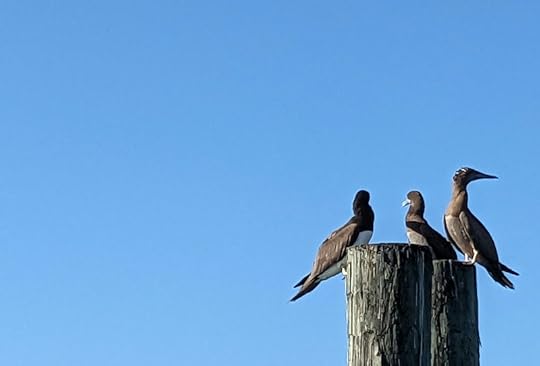 Three Boobies