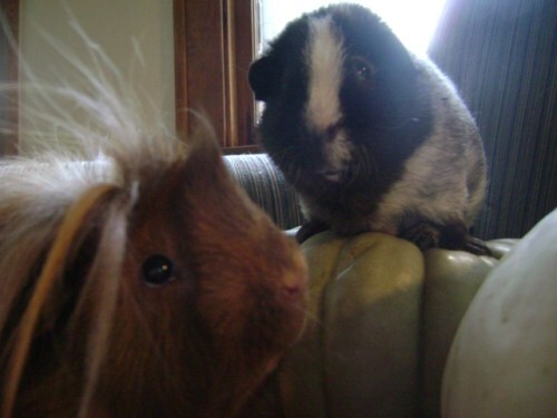 Rachel E Smith guinea pigs Danger Crumples and Ozymandias