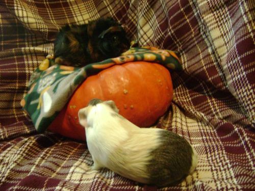 Rachel E Smith guinea pigs Wisting and Dagmar