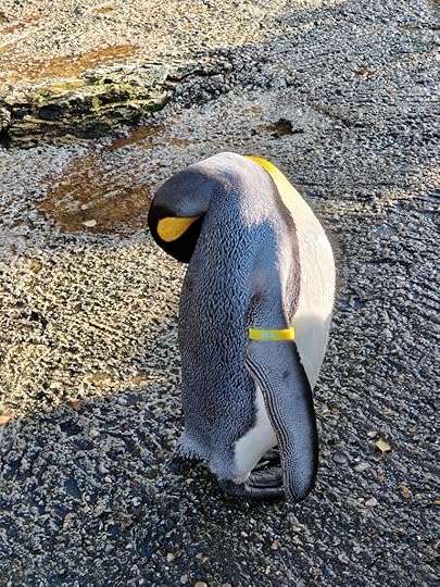 Bill the Penguin