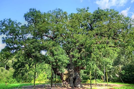 Major Oak, Sherwood Forest, Nottinghamshire