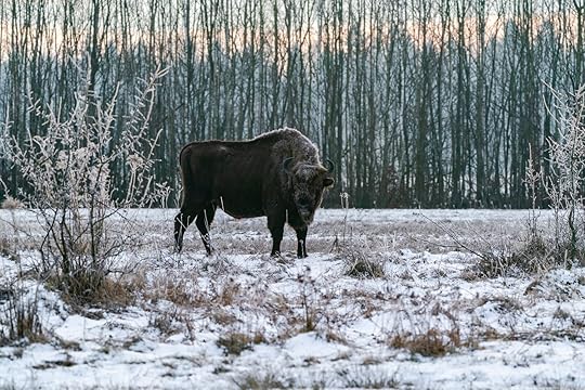 European bison (Bison bonasus) in winter Bialowieza forest at dawn, Poland