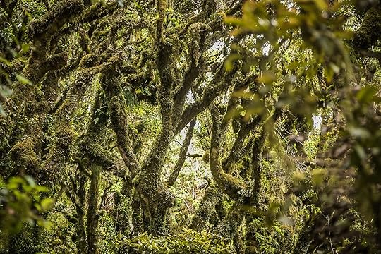 goblin forest in taranaki, new zealand