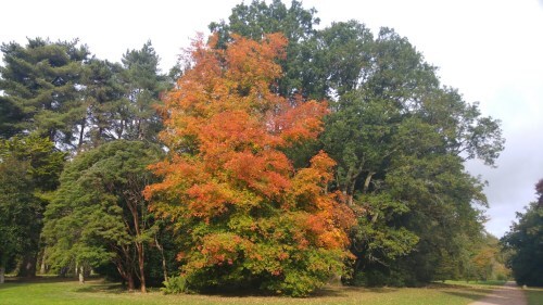 a tree with leaves turned the colours of flame