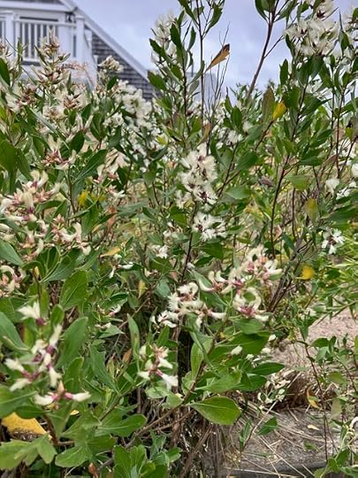 Baccharis Halimifolia (groundsel bush)