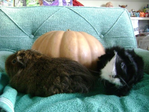 Rachel E Smith guinea pigs Pammy and Thaddeus