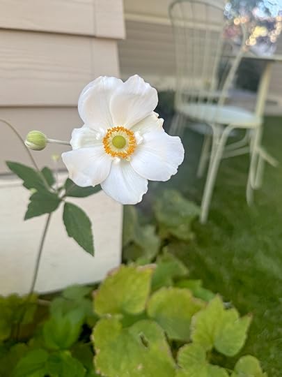 Honorinejobertfermobgreentablechairbehind