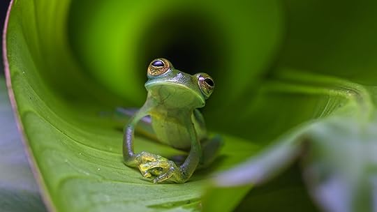 emerald glass frog in corcovado national park