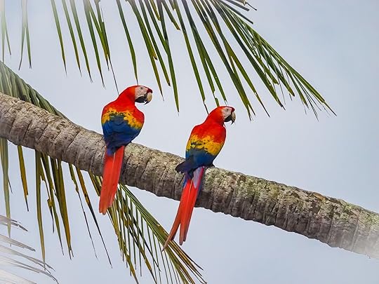 parrots perched on tree