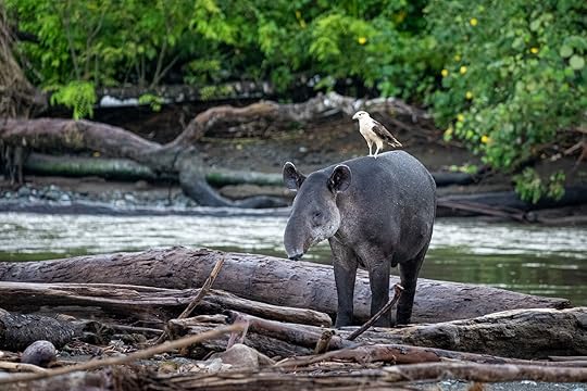 tapir in corcovado national park