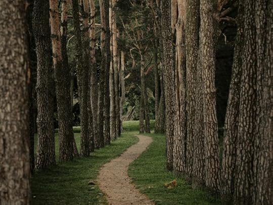 A path through tall trees. Your path begins within you.