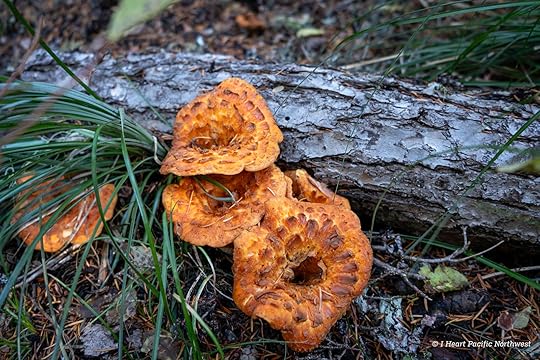 Twin Lakes loop hike – Mount Hood